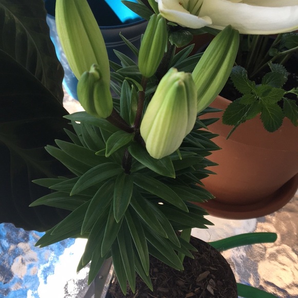 Meet your Posher, Andy - Picture 6 of 8